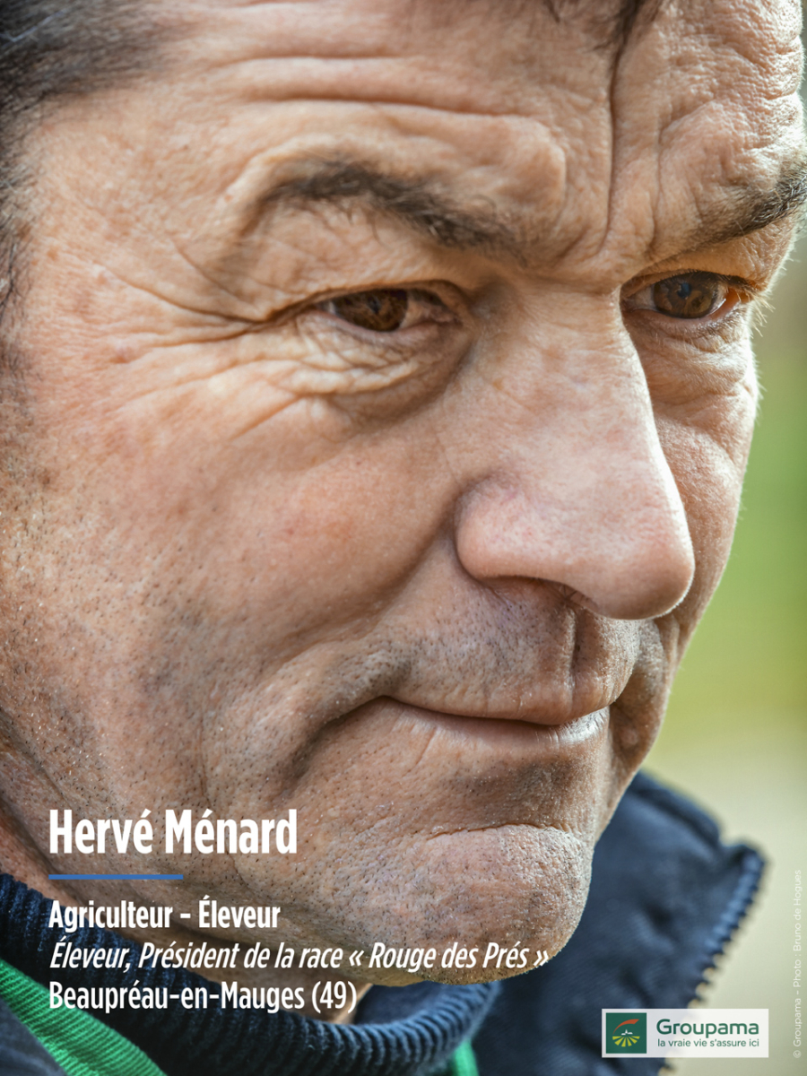 Hervé Ménard - Agriculteur - Éleveur, Président de la race « Rouge des Prés » Beaupréau-en-Mauges (49)