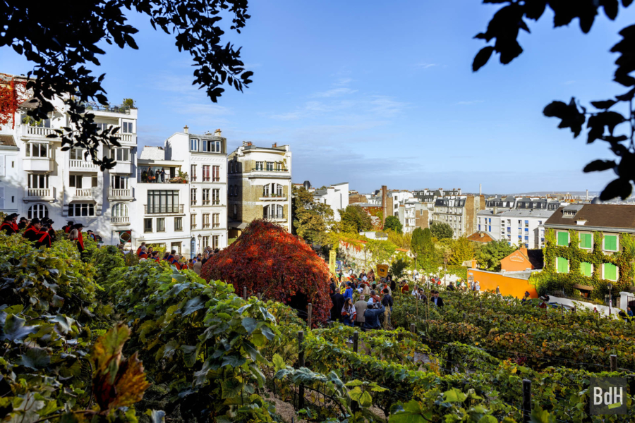 90ème anniversaire de 'La Fête des Vendanges de Montmartre' le 14 Octobre 2023. La vigne du Clos Montmartre