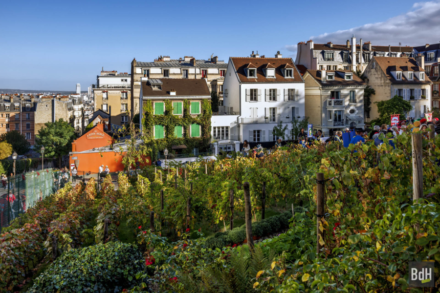 90ème anniversaire de 'La Fête des Vendanges de Montmartre' le 14 Octobre 2023. La vigne du Clos Montmartre
