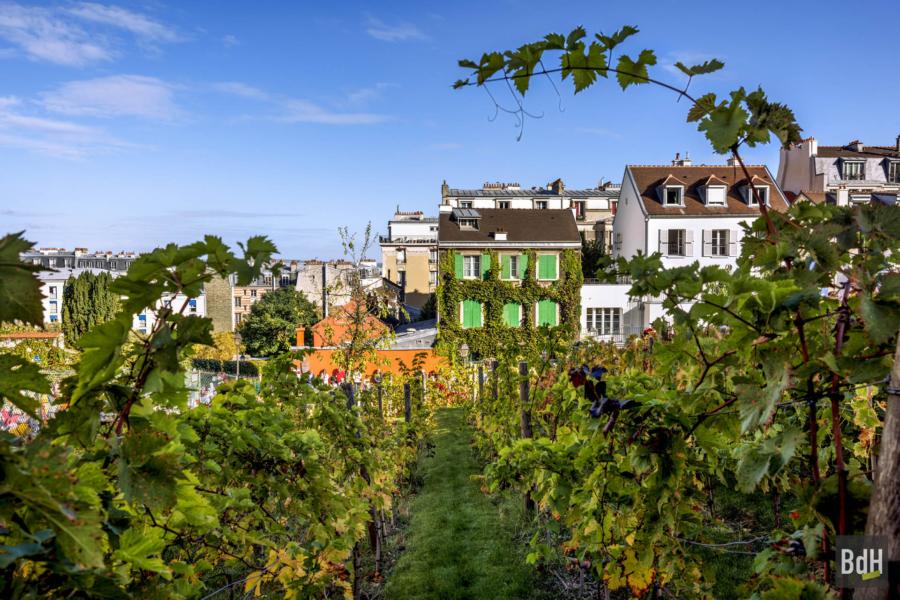 90ème anniversaire de 'La Fête des Vendanges de Montmartre' le 14 Octobre 2023. La vigne du Clos Montmartre